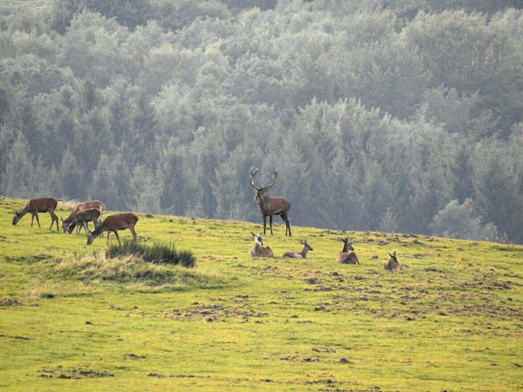 Fewo-Eifel-Morsbach Шляйден Экстерьер фото